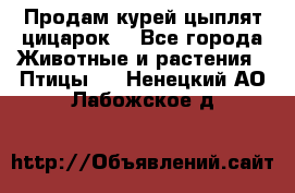 Продам курей цыплят,цицарок. - Все города Животные и растения » Птицы   . Ненецкий АО,Лабожское д.